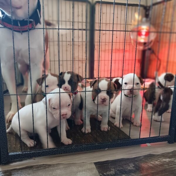 American bulldog puppies
