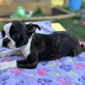 Boston Terrier Puppy | PostAds PH