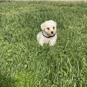 Bichon Frise Male Puppy | PostAds PH