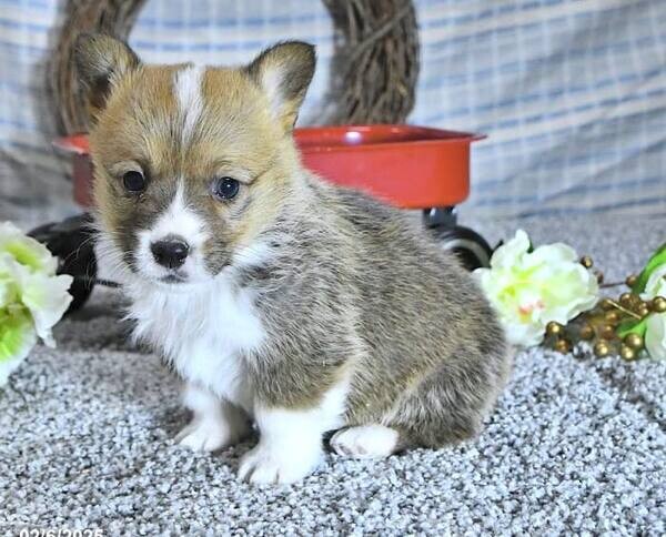 Pembroke Welsh Corgi Available