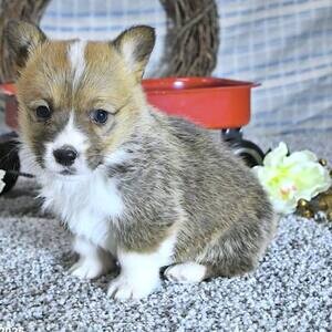 Welsh Corgi (Pembroke) Lana and Clara | PostAds PH