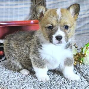 Welsh Corgi (Pembroke) Saida | PostAds PH
