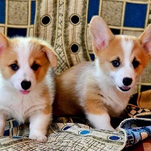 Welsh Corgi (Pembroke) Manila | PostAds PH