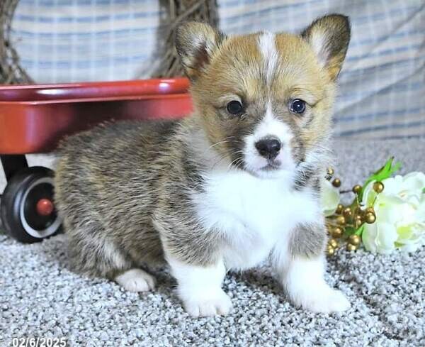 Welsh Corgi (Pembroke) cainta