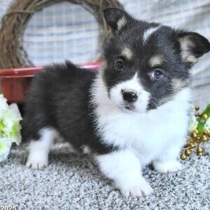 Qualy Pembroke Welsh Corgi Puppies | PostAds PH