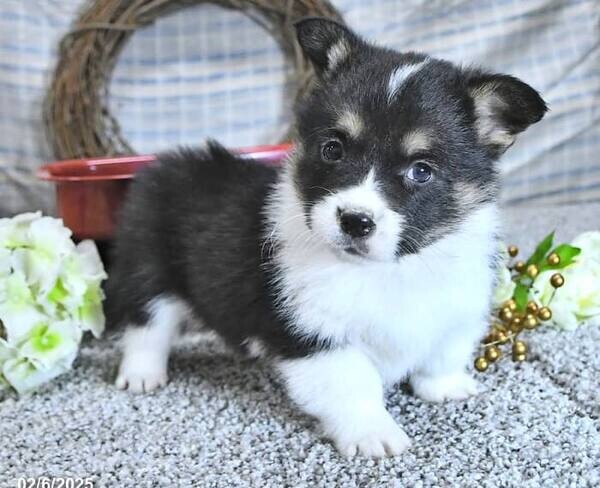 Welsh Corgi Pembroke Coco