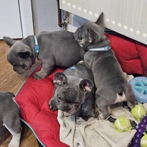 Isabel French bulldog | PostAds PH