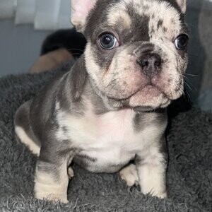 French Bulldogs puppies LLL | PostAds PH