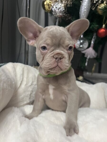 French bulldog merleed