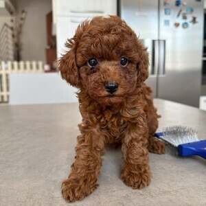Poodle puppies | PostAds PH