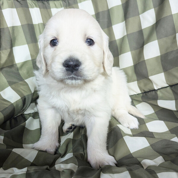 Golden Retriever puppy