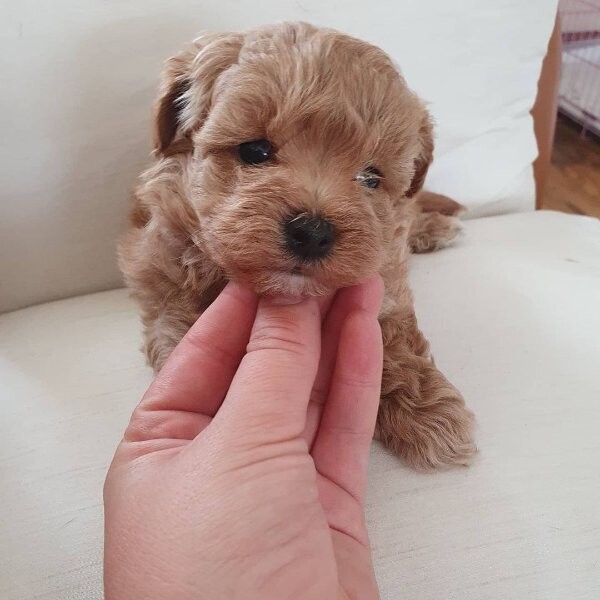 Teacup Maltipoo puppies