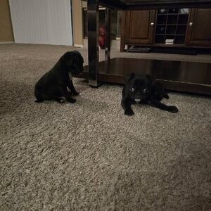 Pug Puppies for adoption | PostAds PH
