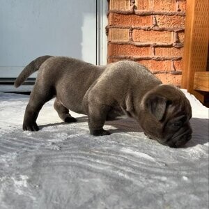 Pitbull Puppies for Adoption | PostAds PH