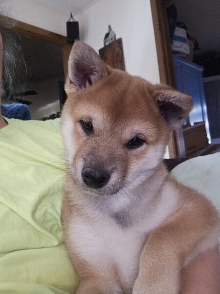 Male Shiba Inu Puppy