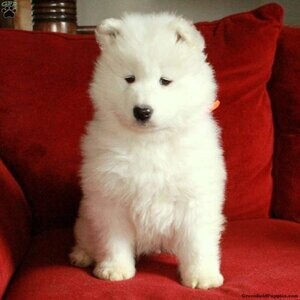 Samoyed Puppys | PostAds PH