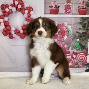 Australia Shepherd puppy | PostAds PH