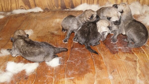 Wolfdog Puppies