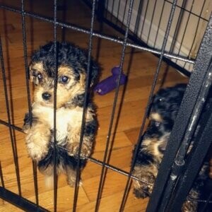 Female Yorkipoo Puppies | PostAds PH