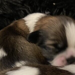 Teddy Bear Puppy | PostAds PH