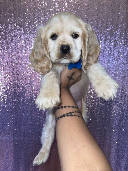 American Cocker Spaniels
