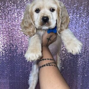 American Cocker Spaniels | PostAds PH