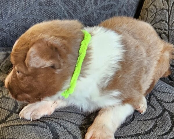 Border Collie Puppies 
