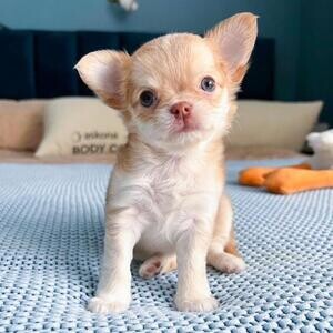 Chihuahua puppies | PostAds PH