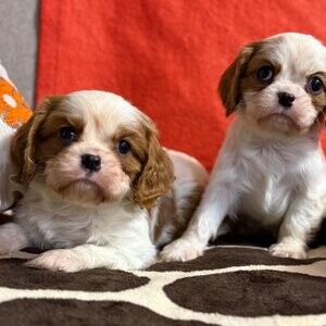 Cavalier pup’s King | PostAds PH