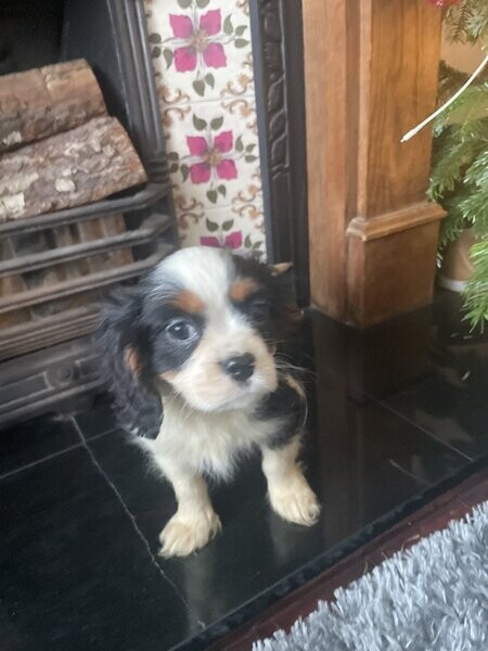 Cavalier King Charles Ready now