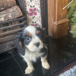 Cavalier King Charles Ready now | PostAds PH