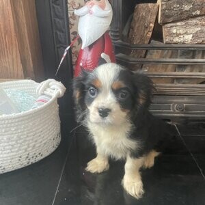 babies Cavalier Charles Spaniel | PostAds PH