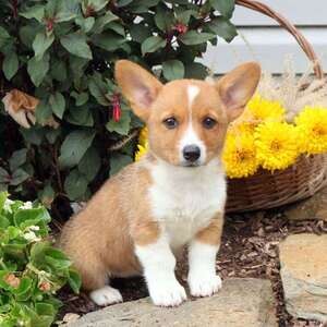 Pembroke Welsh Corgi Puppies CCo | PostAds PH