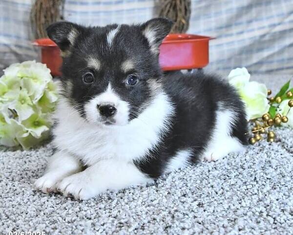 Pembroke Welsh Corgi Puppies Sk