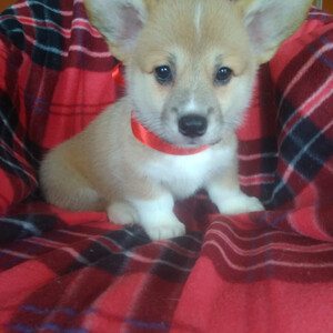 Pembroke Welsh Corgi Cocoa | PostAds PH