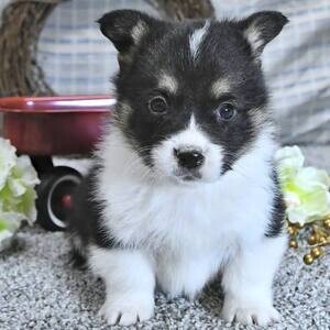 Welsh Corgi (Pembroke) choa | PostAds PH