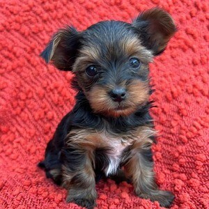 Teacup yorkie puppy | PostAds PH