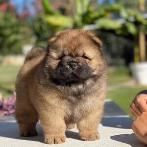 Chow chow puppies | PostAds PH