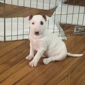 Bull Terrier Puppy | PostAds PH