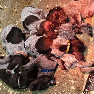 German Shorthair Pointer Puppies | PostAds PH