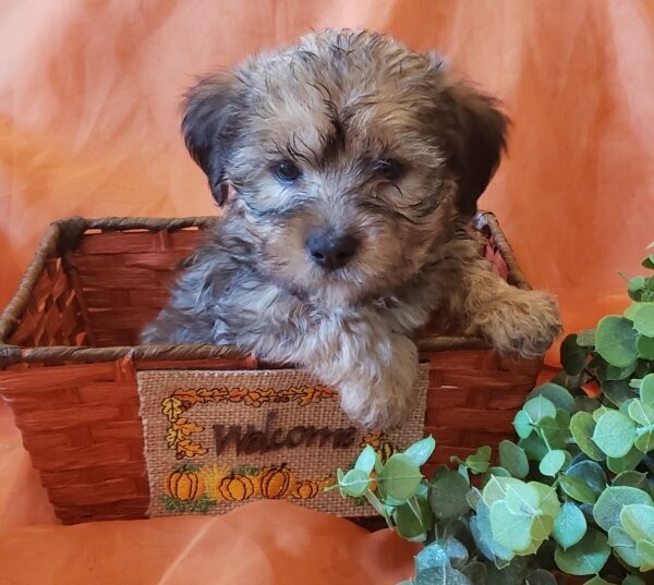 Yorkiepoo Puppies 