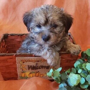 Yorkiepoo Puppies | PostAds PH