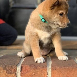 Sweet Shiba Inu Puppies | PostAds PH