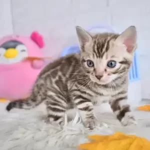 Bengal Kitten | PostAds PH