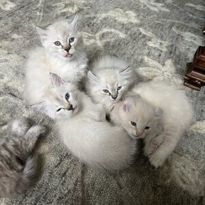 Hyland Lynx Kittens Kittens | PostAds PH
