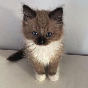 Male Ragdoll Kitten | PostAds PH