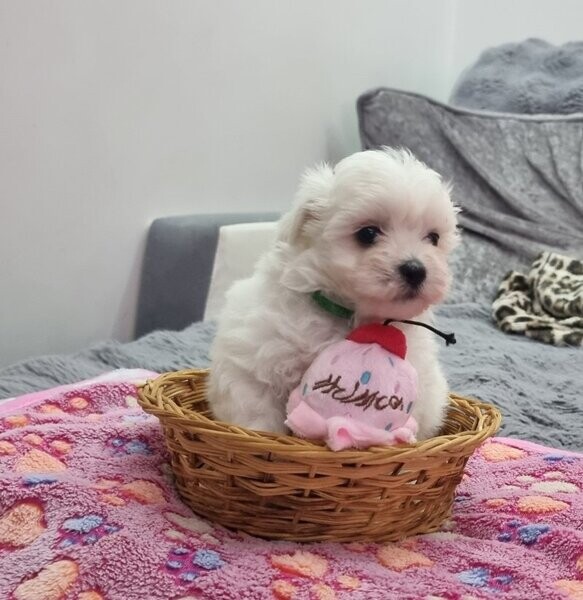 Maltese puppies