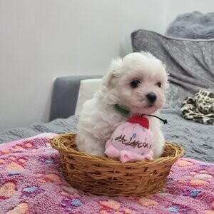 Maltese puppies | PostAds PH