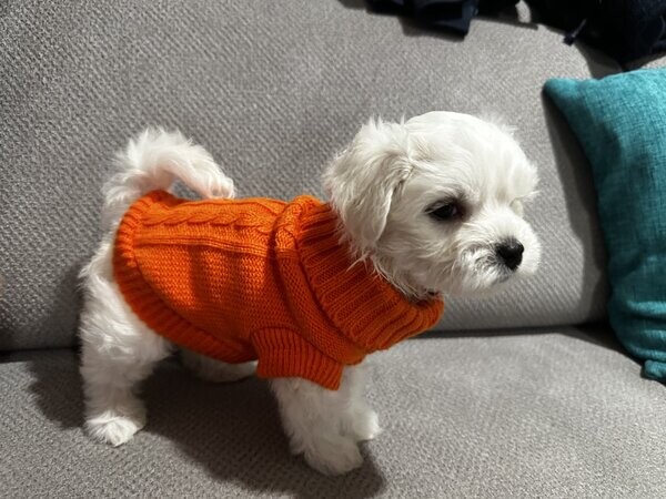 Korean Maltese puppies 