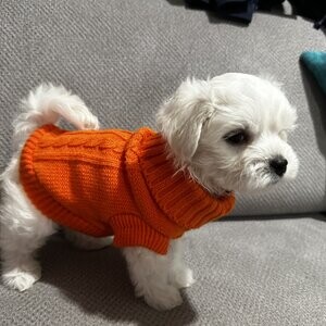 Korean Maltese puppies | PostAds PH